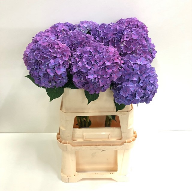 Hydrangea rodeo purple.jpg